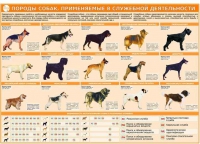 Комплект плакатов "Кинология" - «globural.ru» - Курск