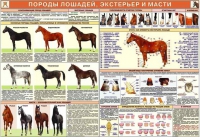 Комплект плакатов "Служебное коневодство" - «globural.ru» - Курск