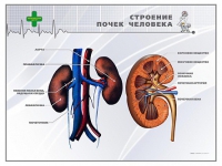 Стенд "Строение почки человека" - «globural.ru» - Курск