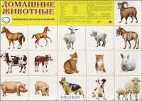 Демонстрационные карточки "Домашние животные" - «globural.ru» - Курск