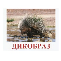 Карточки Домана "Дикие животные-3" - «globural.ru» - Курск