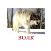 Карточки Домана "Дикие животные-1" - «globural.ru» - Курск
