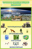 Стенд "Уровни организации живого" - «globural.ru» - Курск