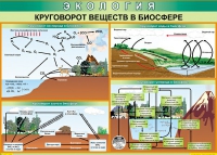 Таблица Круговорот веществ в биосфере 1000*700 винил - «globural.ru» - Курск