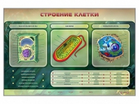 Электрифицированный стенд "Строение клетки" с маркерными полями - «globural.ru» - Курск