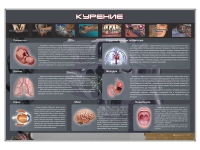Стенд "Курение" (вариант 1) - «globural.ru» - Курск