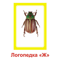 Логопедка "Ж" (логопедические карточки) - «globural.ru» - Курск