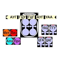 Модель-аппликация "Биосинтез белка" (ламинированная) - «globural.ru» - Курск