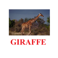 "Wild Animals-1" ("Дикие животные-1") английские карточки Домана - «globural.ru» - Курск