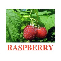 "Berries-1" ("Ягоды-1") английские карточки Домана - «globural.ru» - Курск