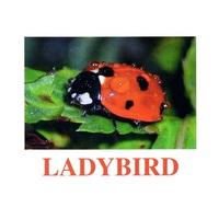 "Insects" ("Насекомые") английские карточки Домана - «globural.ru» - Курск