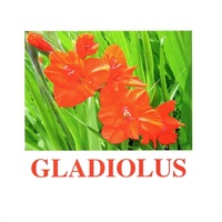 "Flowers-1" ("Цветы-1") английские карточки Домана - «globural.ru» - Курск