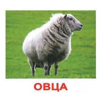 .Карточки Домана "Домашние животные" - «globural.ru» - Курск