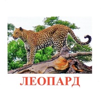 Карточки Домана "Дикие животные-2" - «globural.ru» - Курск