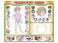 Стенд маркерный "Познаю себя" (тело, голова, органы чувств) - «globural.ru» - Курск