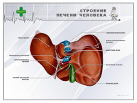 Стенд "Строение печени человека" - «globural.ru» - Курск