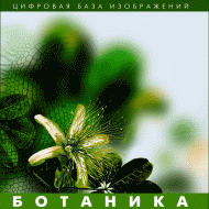 Ботаника. (Цифровая база изображений) - «globural.ru» - Курск
