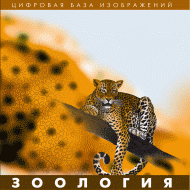 Зоология. (Цифровая база изображений) - «globural.ru» - Курск