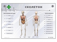Электрифицированный стенд-тренажер "Скелетон" - «globural.ru» - Курск