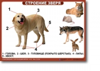 Ознакомление с окружающим миром. 1-4 класс. Комплект таблиц. Наглядные пособия для начальной школы, учебные пособия - «globural.ru» - Курск