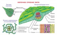 Плакаты и таблицы по биологии - «globural.ru» - Курск