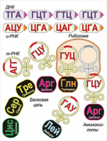 Модель-аппликация Биосинтез белка - «globural.ru» - Курск
