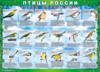 Таблица Птицы России из  4 листов в комплекте 1000*1400 винил	 - «globural.ru» - Курск