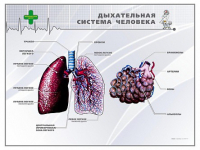 Стенд "Дыхательная система человека" - «globural.ru» - Курск