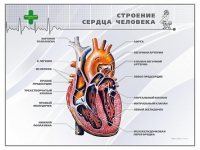 Стенд "Строение сердца человека" - «globural.ru» - Курск