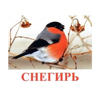 Карточки Домана "Птицы-1" - «globural.ru» - Курск