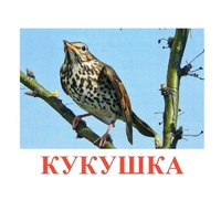Карточки Домана "Птицы-3" - «globural.ru» - Курск