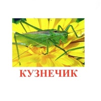 Карточки Домана "Насекомые" - «globural.ru» - Курск