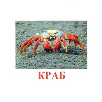 Карточки Домана "Подводный мир" - «globural.ru» - Курск