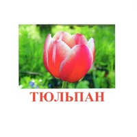 Карточки Домана "Цветы-1" - «globural.ru» - Курск