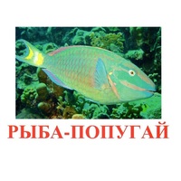 Карточки Домана "Рыбы" - «globural.ru» - Курск