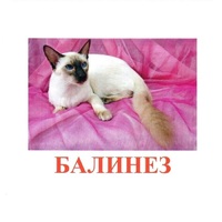 Карточки Домана "Породы кошек" - «globural.ru» - Курск