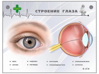 Интерактивный стенд "Строение глаза" - «globural.ru» - Курск