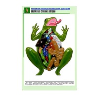 Рельефная таблица "Внутреннее строение лягушки" (формат А1, матовое ламинир.) - «globural.ru» - Курск