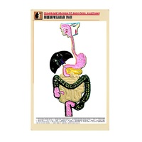 Рельефная таблица "Пищеварительный тракт" (формат А1, матовое ламинир.) - «globural.ru» - Курск