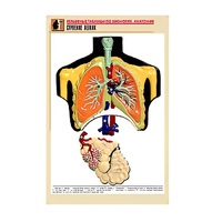 Рельефная таблица "Строение легких" (формат А1, матовое ламинир.) - «globural.ru» - Курск