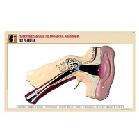 Рельефная таблица "Ухо человека" (формат А1, матовое ламинир.) - «globural.ru» - Курск