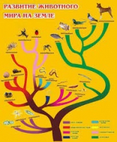 Стенд "Развитие животного мира на земле" - «globural.ru» - Курск
