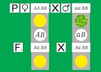 Модель-аппликация Дигибридное скрещивание. Законы Менделя. (набор из 84 карт) - «globural.ru» - Курск