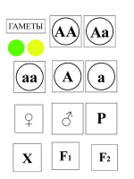 Модель-аппликация Моногибридное скрещивание и его цитологические основы - «globural.ru» - Курск