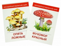 Раздаточные карточки "Грибы съедобные и не съедобные" - «globural.ru» - Курск