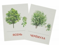 Раздаточные карточки "Деревья и кустарники" - «globural.ru» - Курск