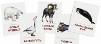 Раздаточные карточки "Животные холодных широт" - «globural.ru» - Курск