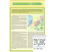 Стенд "Биосинтез белка" - «globural.ru» - Курск