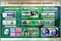 Электрифицированный стенд "Уровни организации жизни" - «globural.ru» - Курск