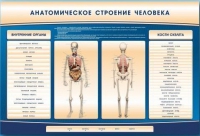 Электрифицированный стенд-тренажер c макетом скелета "Анатомическое строение человека" - «globural.ru» - Курск